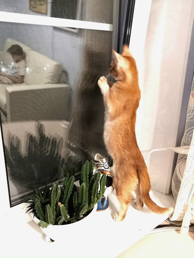 Пропал не в меру коммуникабельный кот. Мог увязаться з?...