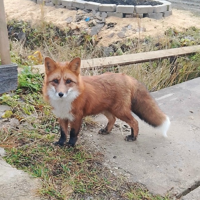 Оказывается вчерашняя собака это домашняя лиса! 🦊
Уб?...