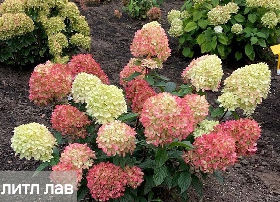В наличии🌸
Фото саженцев по запросу🌸