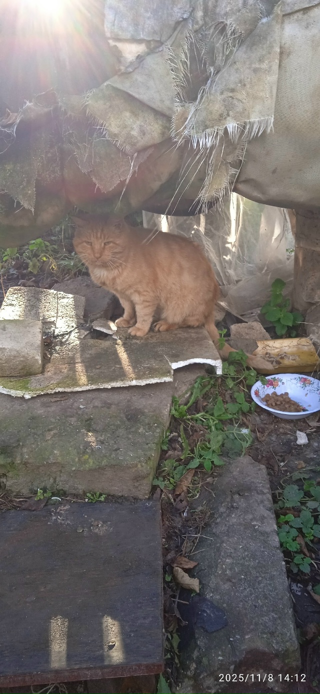 Возле магазина Пятёрочка на Шагова на трубах сидит рыж...