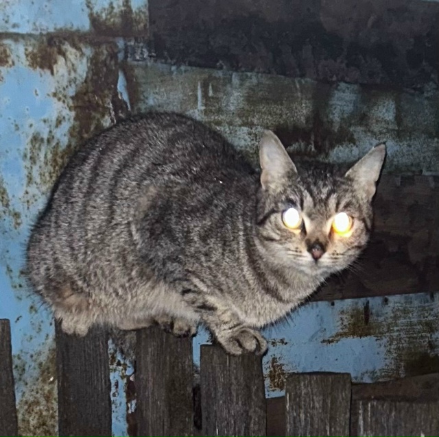 Анон. Ишня. Может кто знает, есть ли у этой кошечки хозя?...