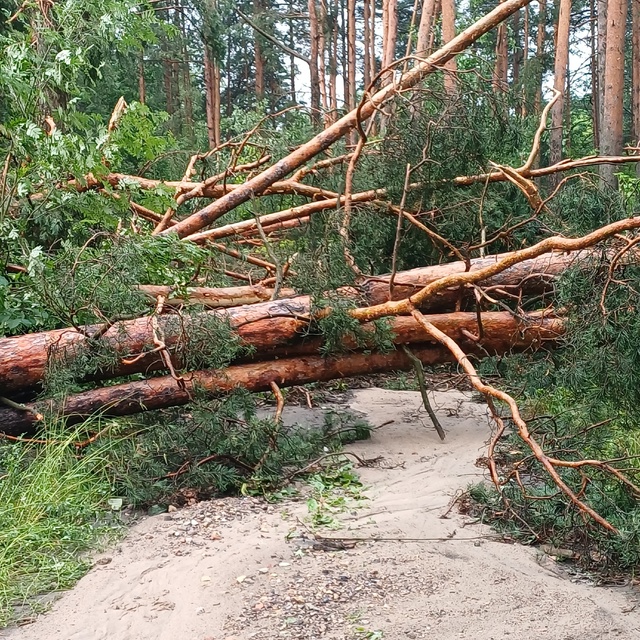 Лесоповал после урагана в районе р.Наплотинки-Спара.