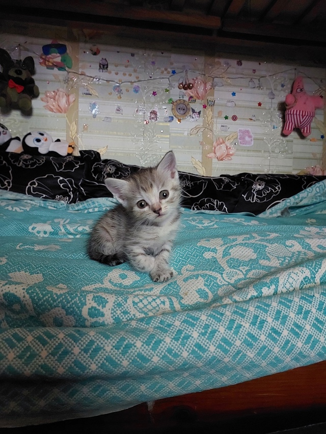 Отдадим котёнка в добрые руки, от британской кошки. Род...