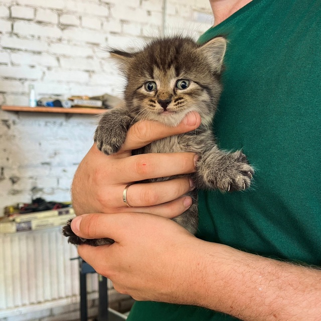 Отдадим котят в добрые руки
4 котенка - 3 девочки и 1 мал?...