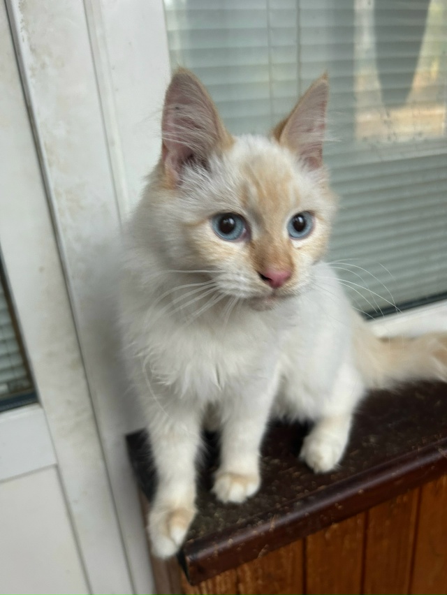 Найден молодой котик, чистенький очень ласковый🙀 явн?...