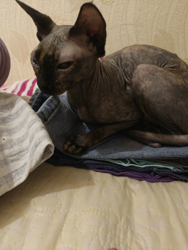 Сегодня утром забежала в квартиру (ул. Козлова), чья пот...