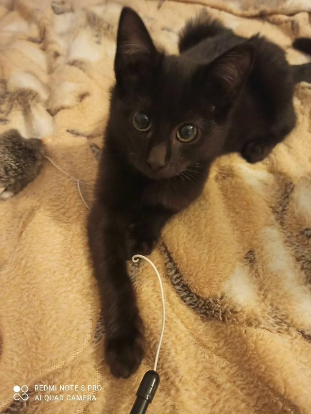 Нашли мы его на улице.
Он ручной, хороший,добрый котено...