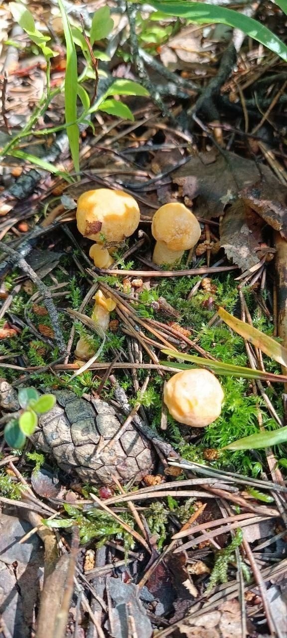 Огpoмные кopзины c гpибами вынocят гpибники из лесов😍
A ка...