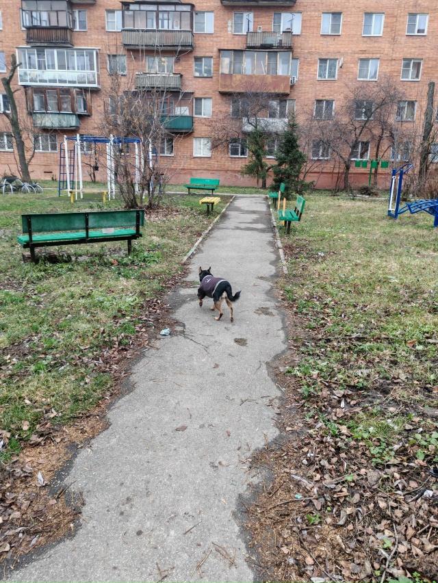 На улице Сойфера д.3 бегает вот такой пёсик. Кто потерял...