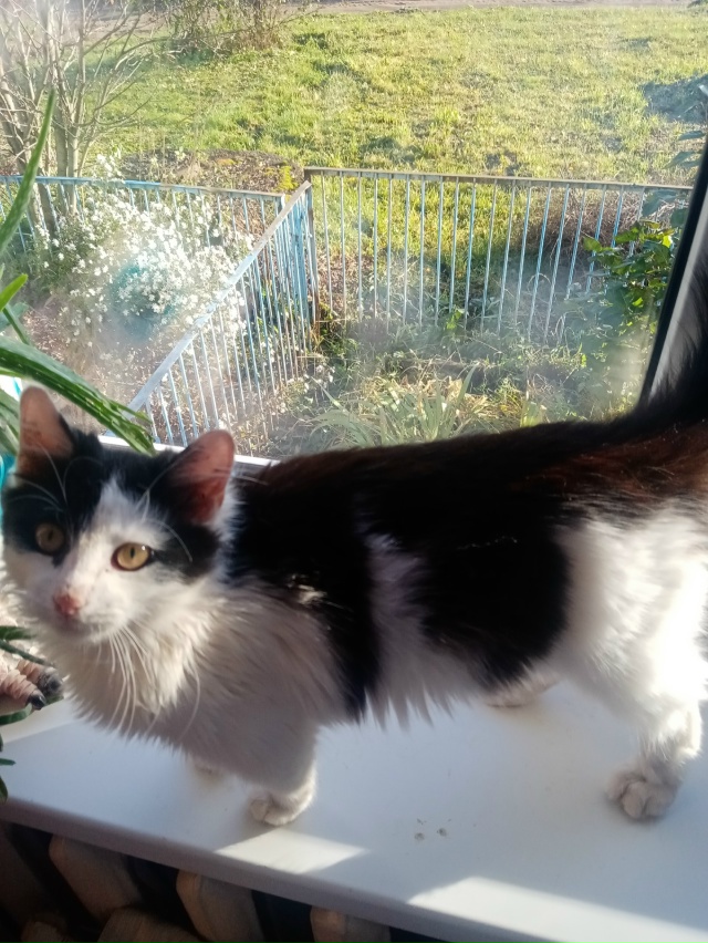 Очень хочется найти хозяев котенка-подростка (4-5месяце...