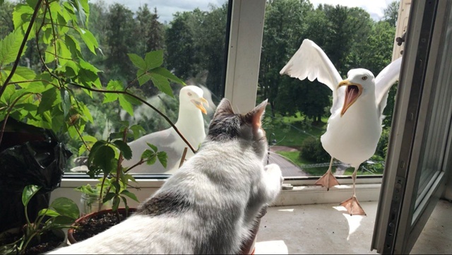 Кот Батон любит поскандалить ) И всегда доказывает сво?...