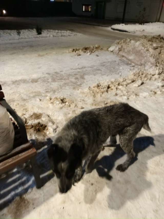 Нашли собаку у автостанции мальчик, Алабай. Очень худо?...