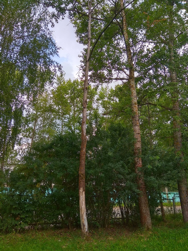 Есть новости.
Наш пруд у второй школы привели в порядок...