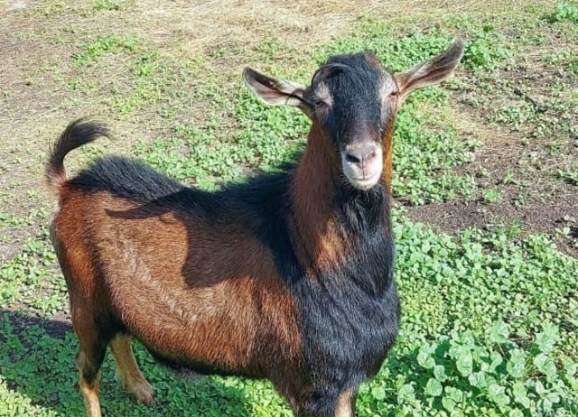 Продается козочка альпо-чешка, от высокоудойных родит?...