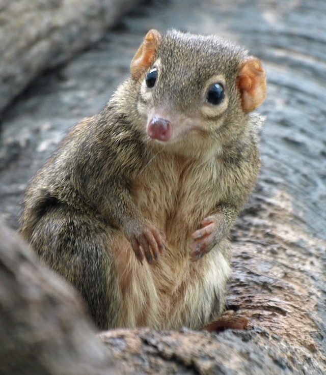ТУПАЙЯ! Главным ценителем спиртного на Земле является ...