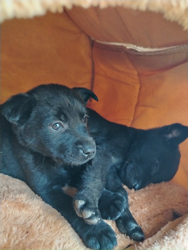 Добрый вечер, сегодня выкинули двух щенков в поле, забр...