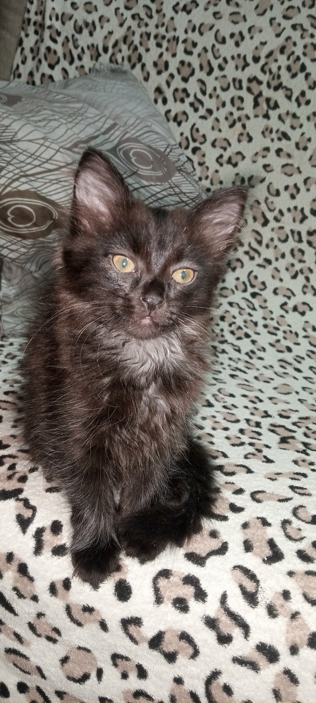 Отдам в добрые руки кошечку,ласковая игривая к лотку п?...