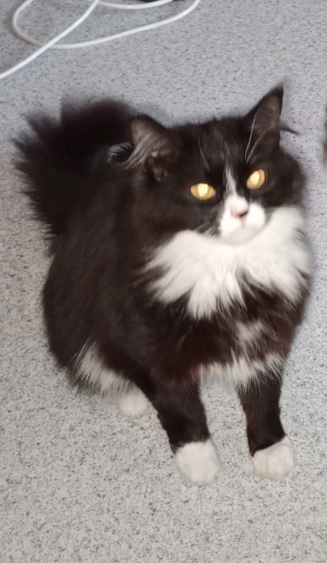 Ваши вопросы.
1⃣ Найден на детской площадке ул.победа 9...