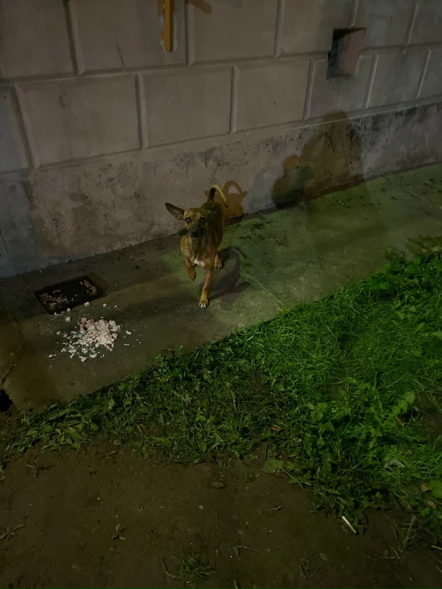 У Борисогорского Поля, д14Б бегает собачка, может кто по...