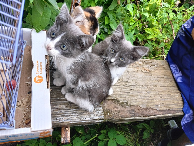 Отдам трёх котят в добрые руки. Лоток на ура, кушают всё...