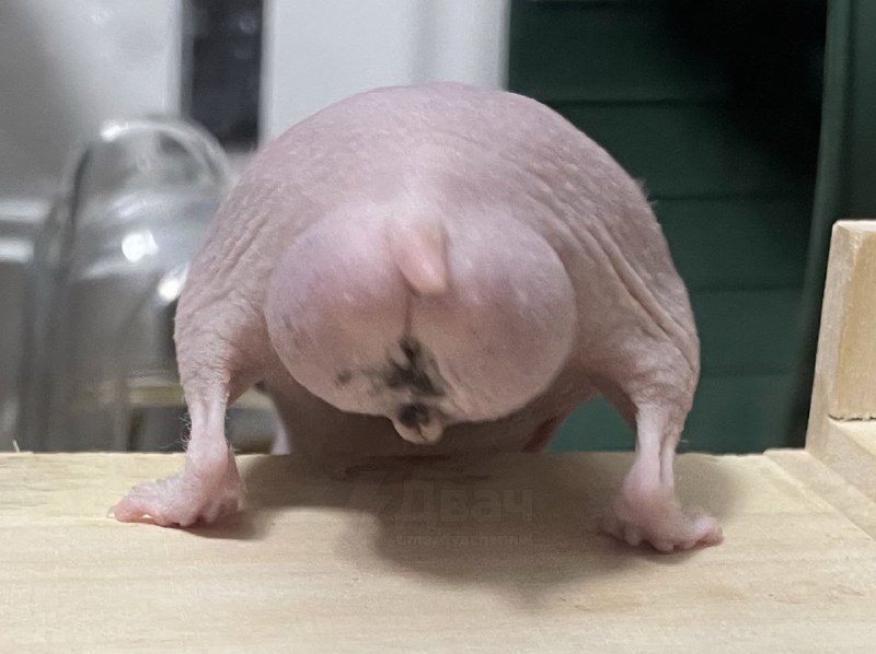 Теперь вы знаете, как выглядит лысый хомяк сзади
Покажите всем, пусть тоже увидят