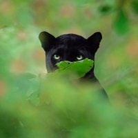 В Индии удалось сфотографировали самую стеснительную ...