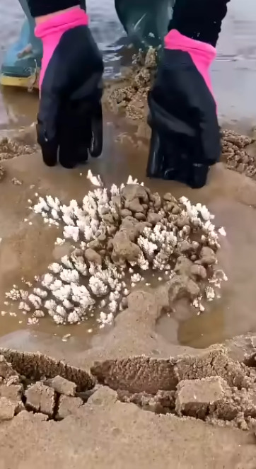 Необычные находки на пляже