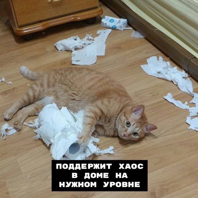 8 плюcoв, кoгдa y тeбя ecть кoт