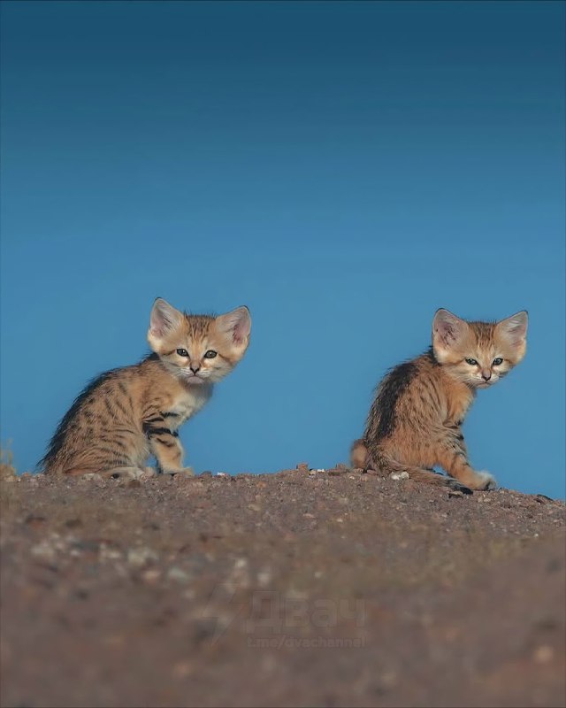 В пустыне сфотографировали диких барханных кошек: они живут в засушливом климате, похожи на лисиц-фе
