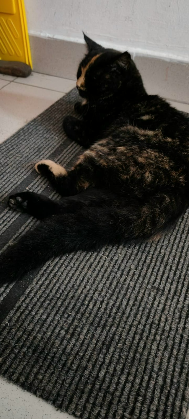 Найдена кошка. По виду домашняя, может кто ищет. В район...