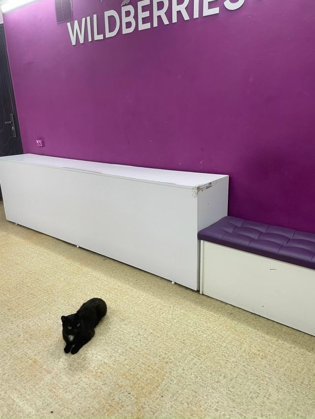 Пушистый сотрудник ПВЗ?