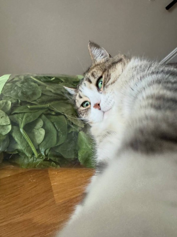 Оо шпинатек, ты такой мягонький