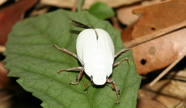 Это, на секундочку, самый белый жук в мире (никакого рас...