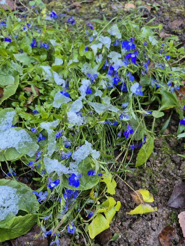 ❄Ноябрьское морозное утро в объективе нашей подписчи?...