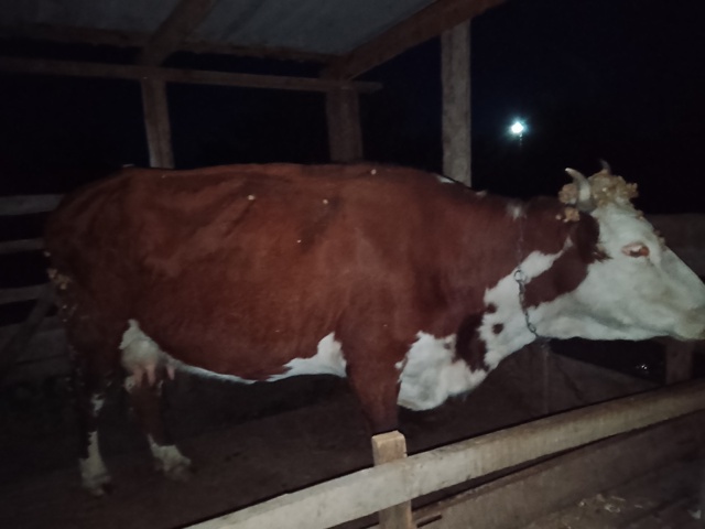 Продам корову.
Обращаться по телефону: 79996478662