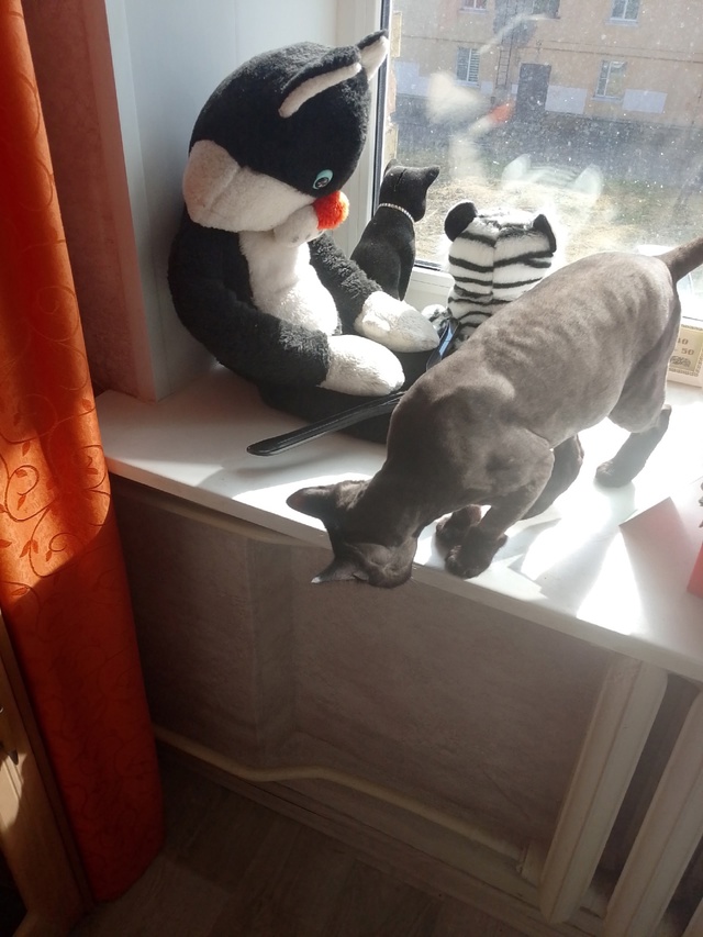 Нашёл кота, пишите