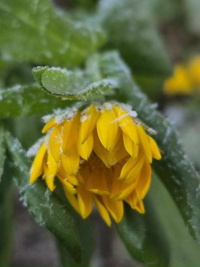 ❄Ноябрьское морозное утро в объективе нашей подписчи?...