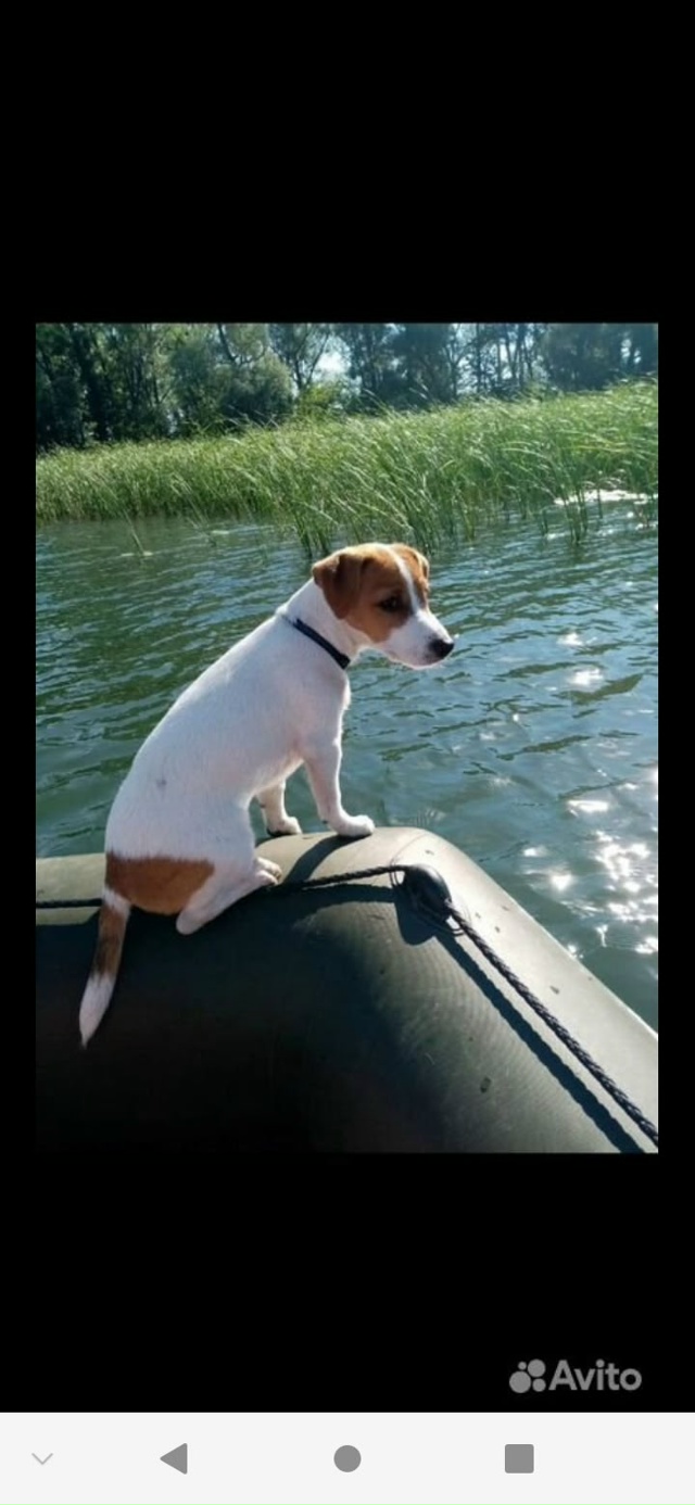 Добрый день! Сегодня 11.10.2025 в лесу во время прогулки пот...