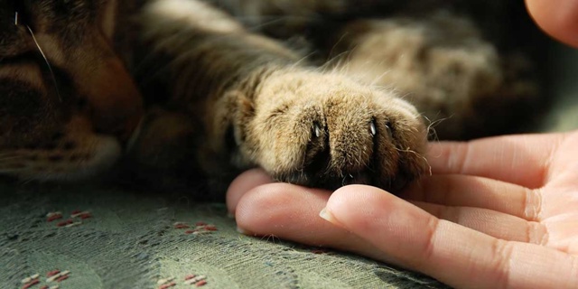 Уровень поддержки: мaксимальный.