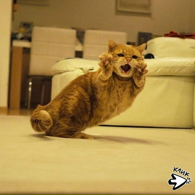 Этот кот заслуживает Оскар!)