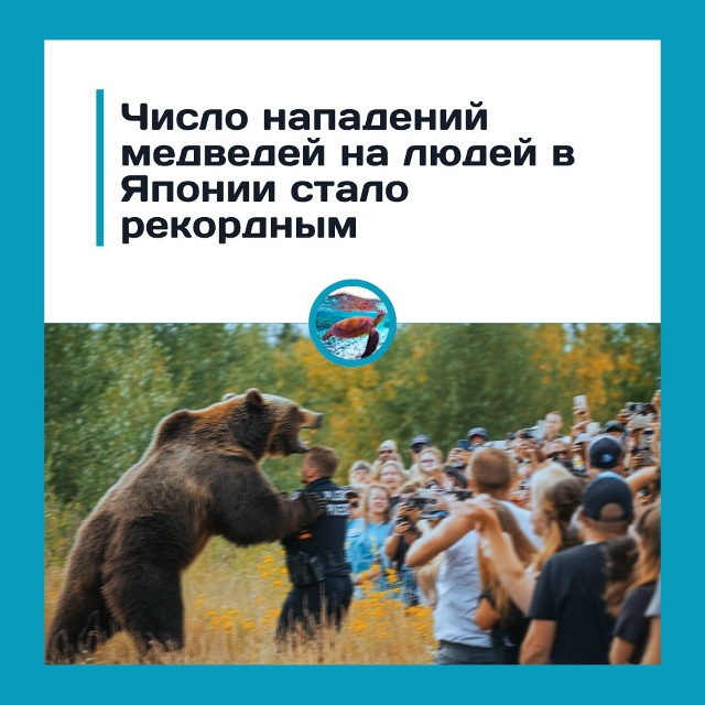 Медведи нападают на людей в Японии чаще, чем за последн...