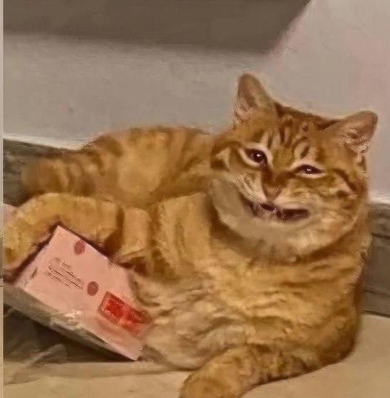 Рыжий кот стал новым мемом. Питомец хотел полежать в ко...