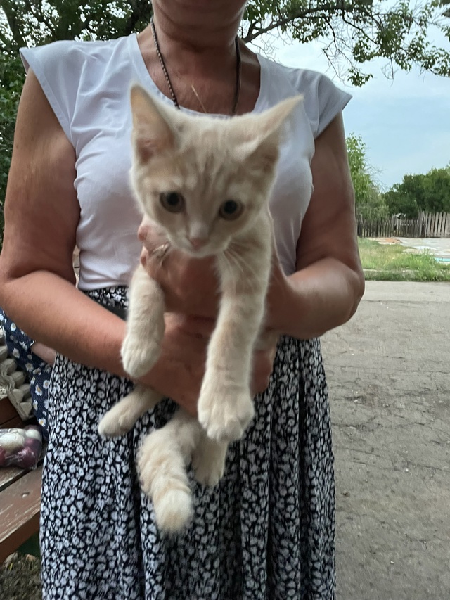 Котята срочно ищут дом! Два мальчика и девочка, котят п?...