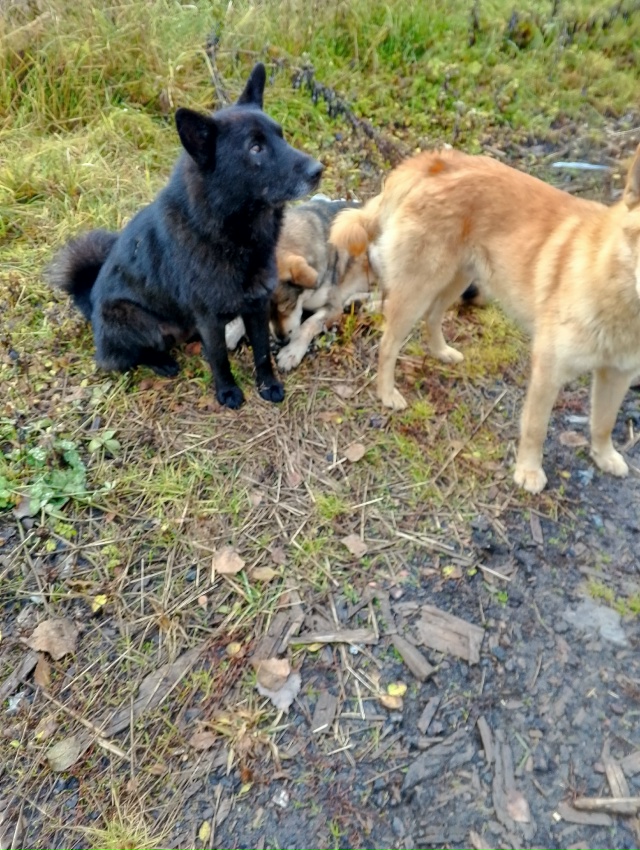 Жители деревни ошараш заберите пожалуйста своих собак...