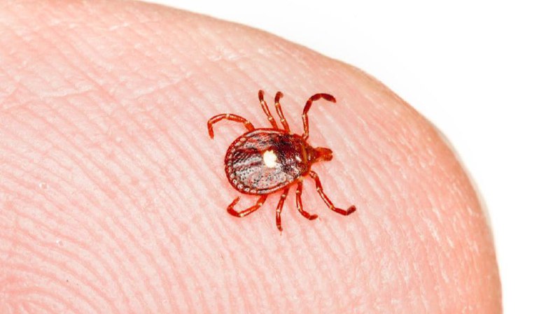 ❗️Клещи проснулись в России
В больницах уже зафиксированы первые обращения из-за клещей, — Роспотре