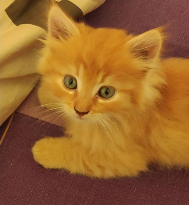 Отдам рыженьких котят, девочка и мальчик, от бездомной ...