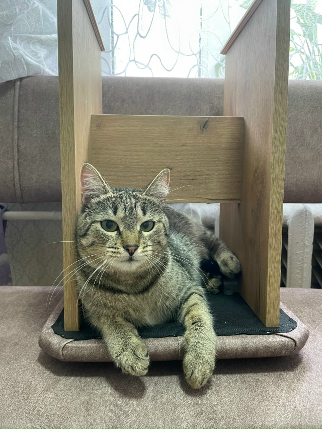 Пропала кошка, в районе Гайдара 18. Зовут Нюша. Может кто...