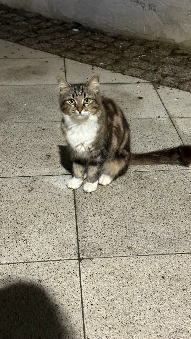 Никто кошку не терял?
Центр города.
Орала на весь центр,...