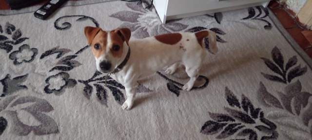 Ищем дом мальчику. Зовут Пуля, возраст 2 года, очень кон?...