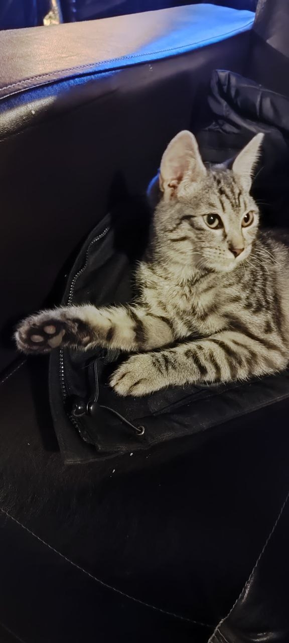 Графит ищет в Можайске новый дом и заботливых хозяев! ...